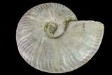 Silver Iridescent Ammonite (Cleoniceras) Fossil - Madagascar #159402-1
